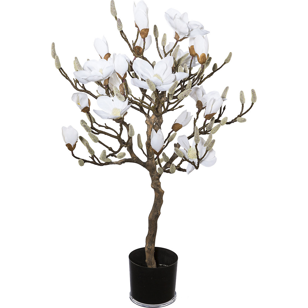 Strom magnolie