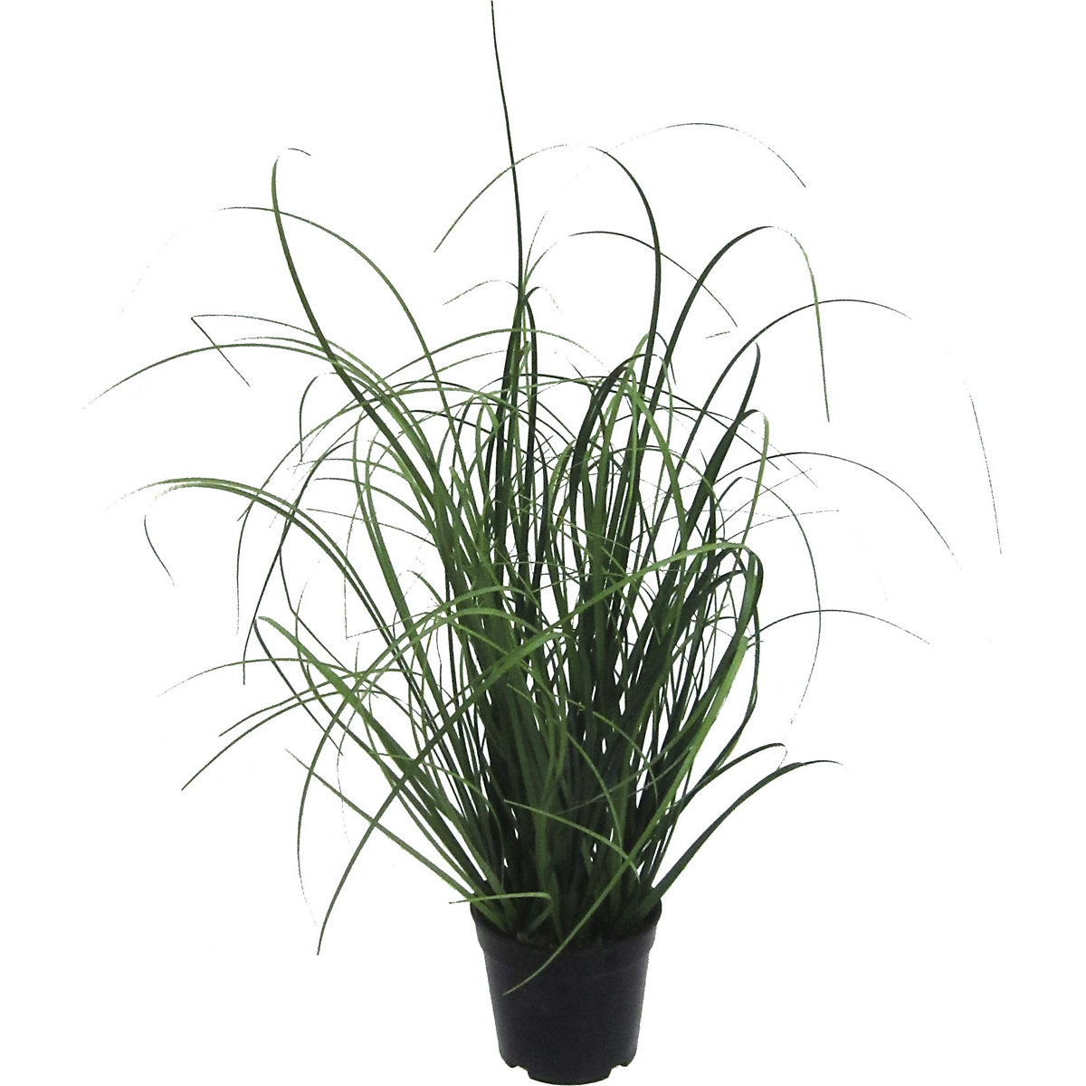 Umělá tráva, v černém plastovém květináči, výška 500 mm, bal.j. 6 ks