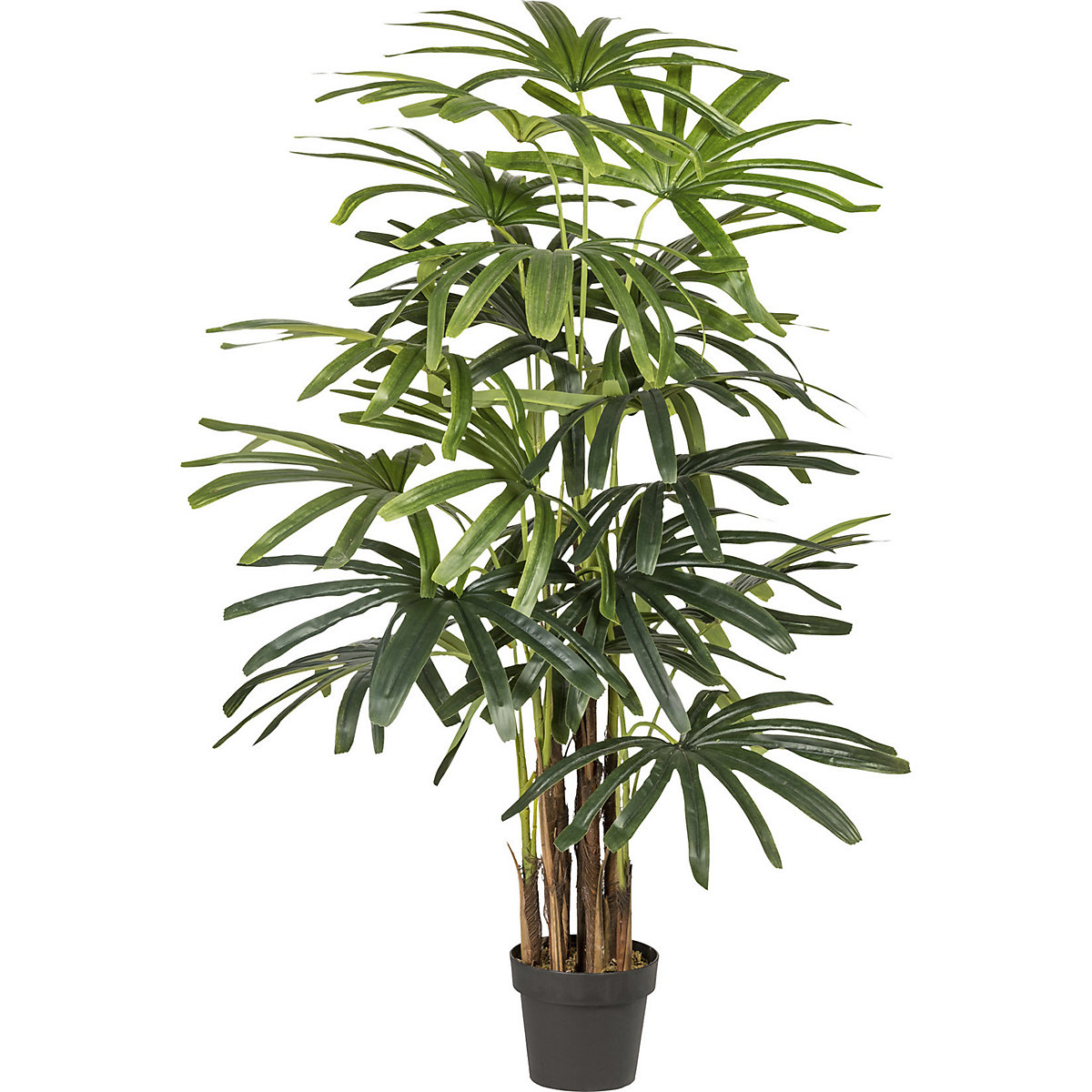 Bambusová palma, prirodzený vzhľad