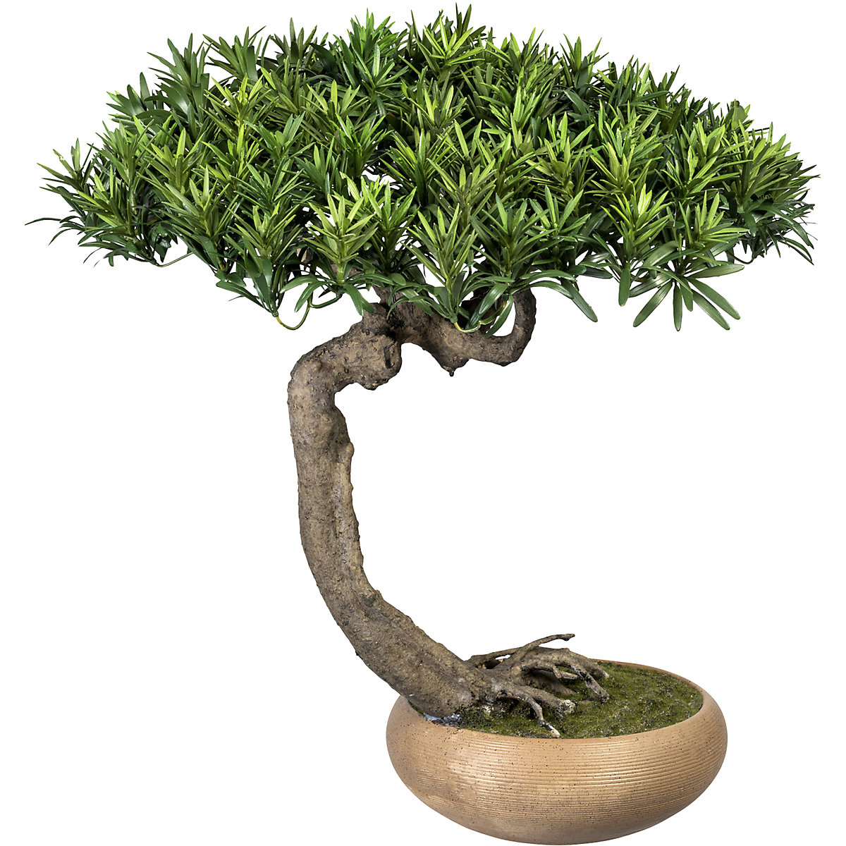 Bonsaj Podocarpus Shankan