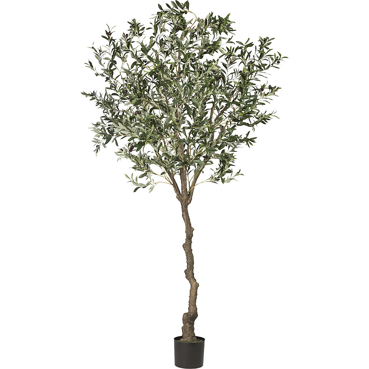 Olivový strom