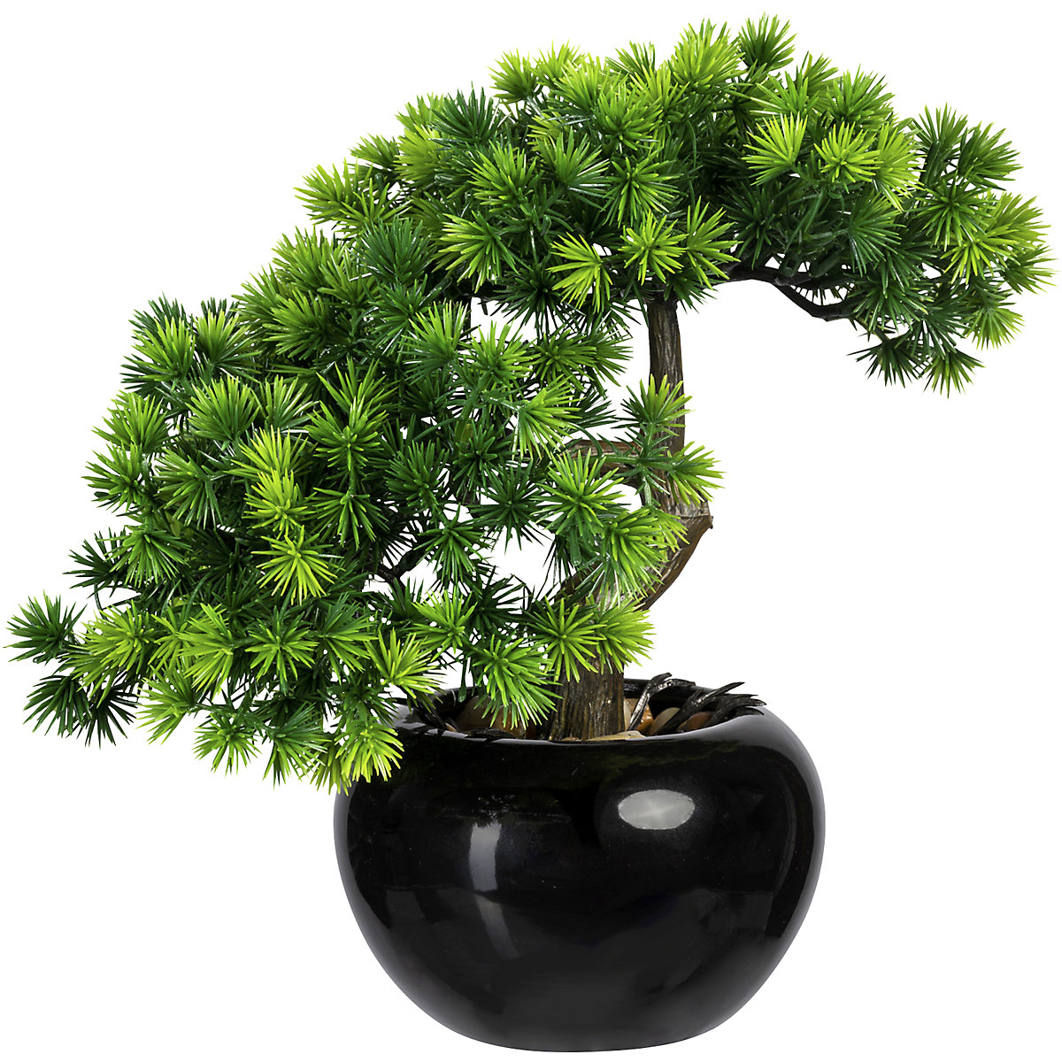 Drzewko bonsai – modrzew (Zdjęcie produktu 2)-1