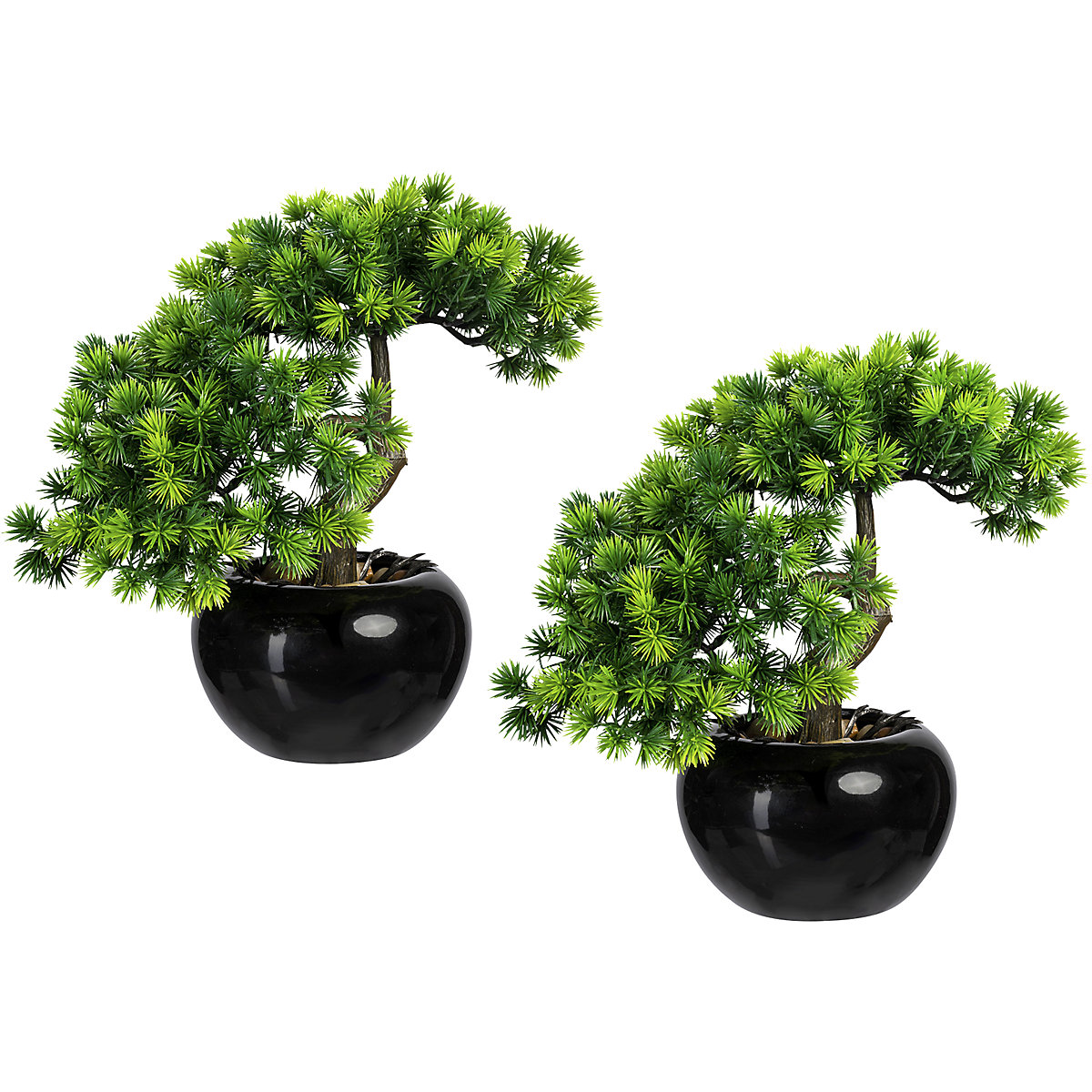 Drzewko bonsai – modrzew