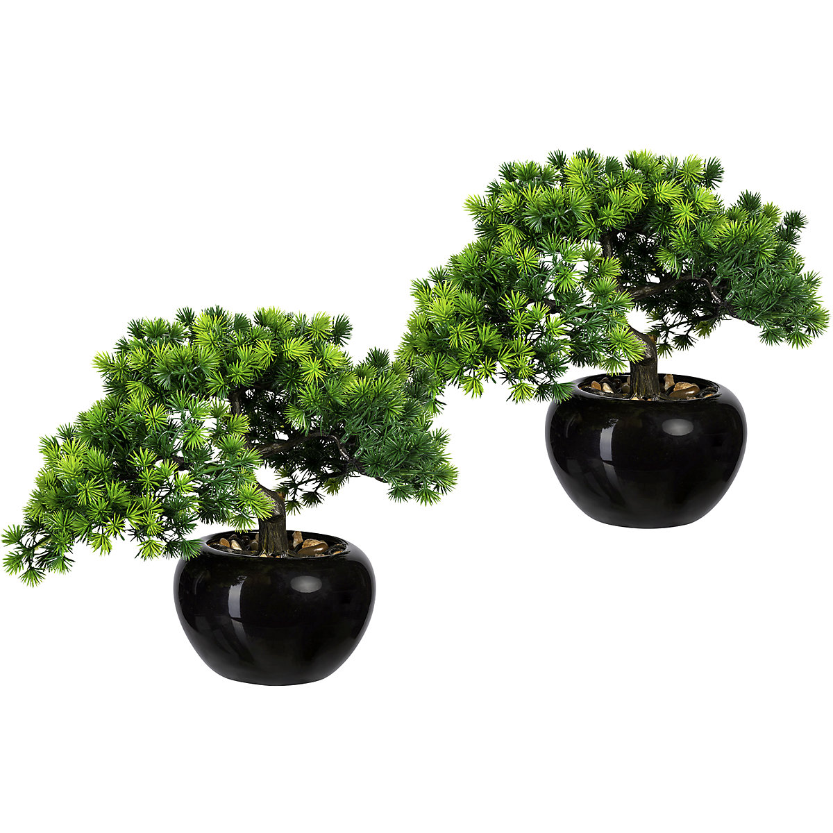 Drzewko bonsai – modrzew