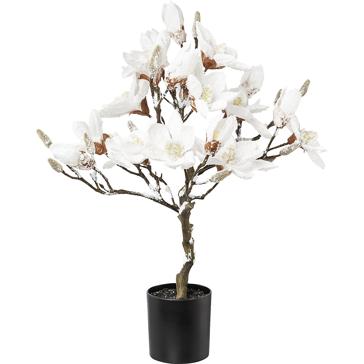 Drzewko magnolii, ośnieżone