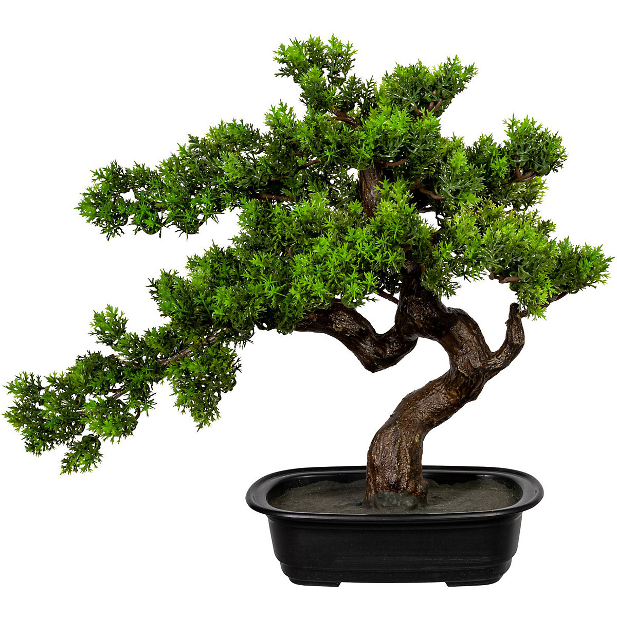 Mirt zwyczajny w formie bonsai