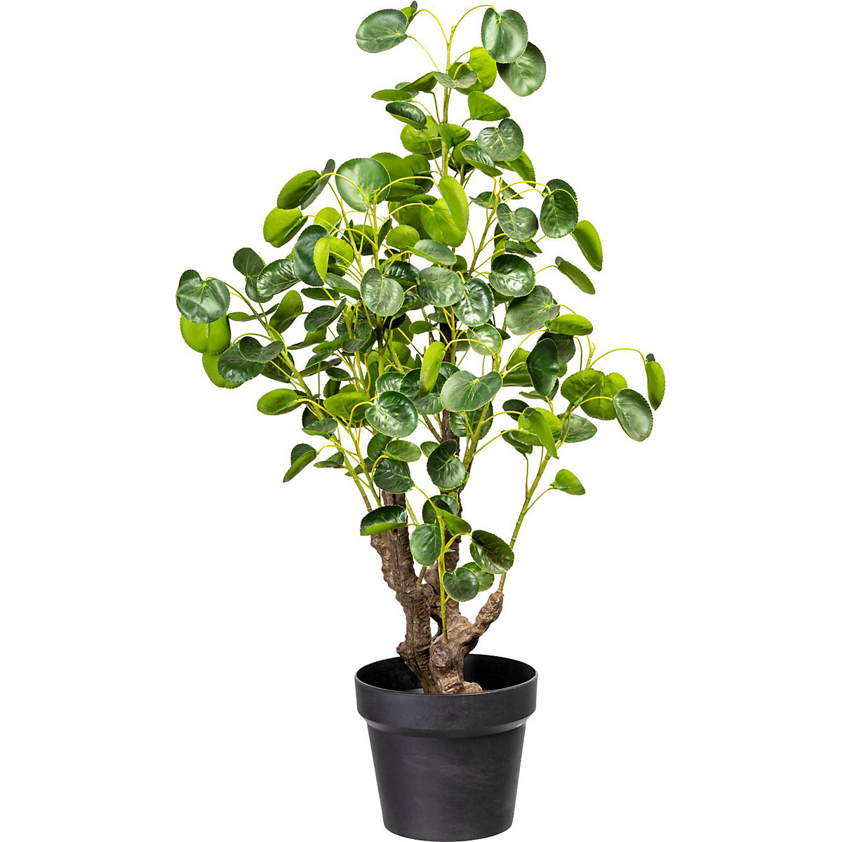 Pilea