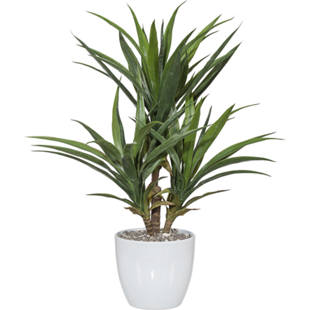 Palma yucca