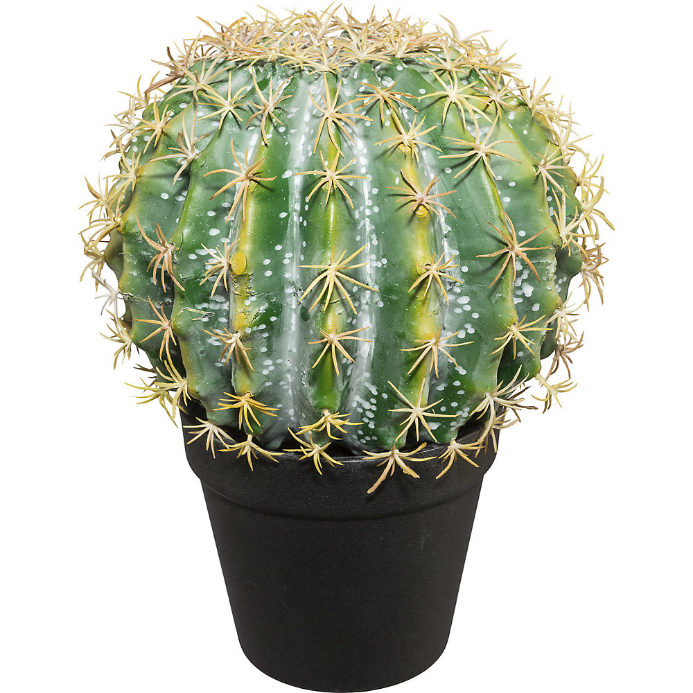 Boule de cactus