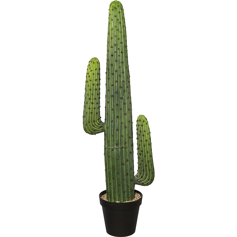 Cactus mexicain