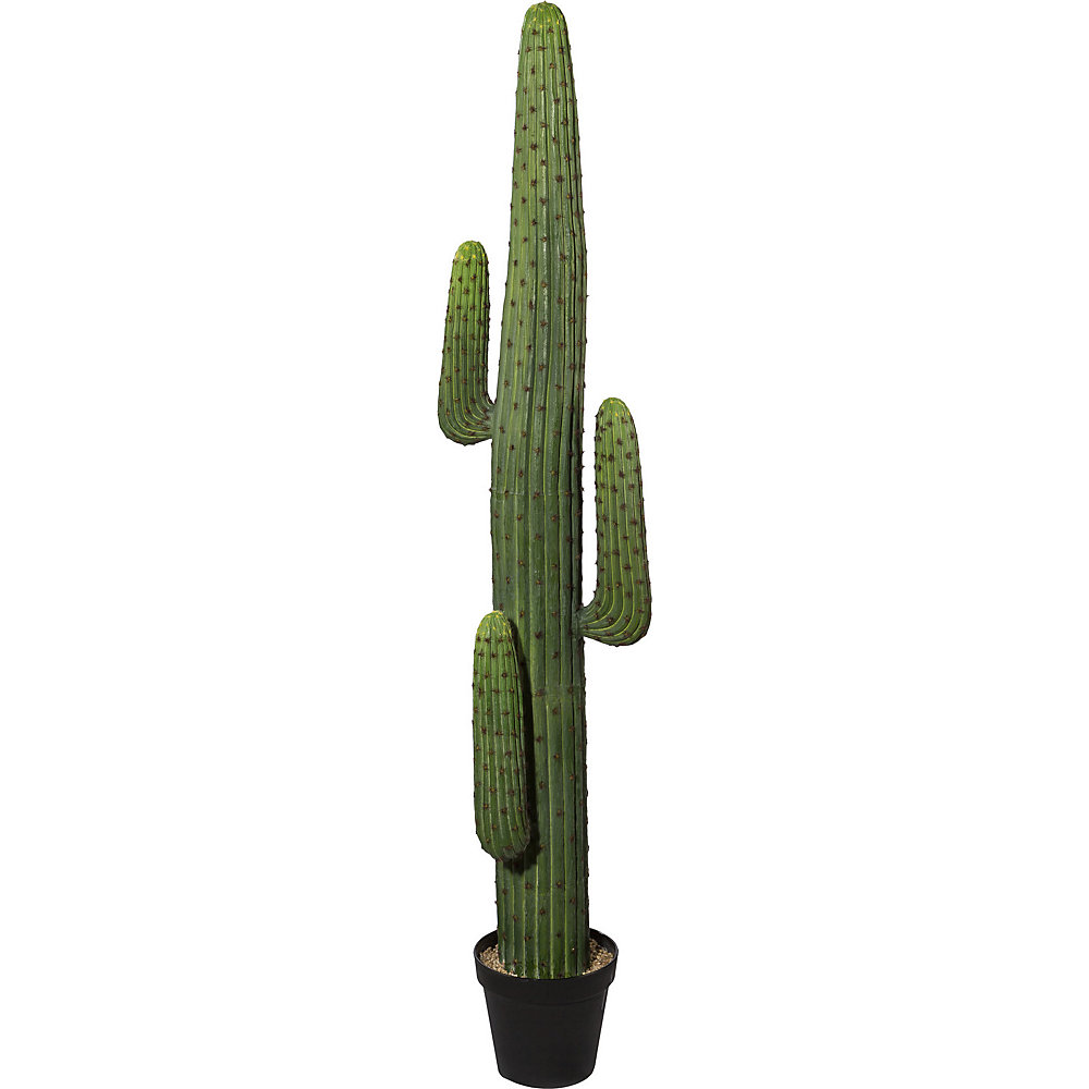 Cactus mexicain