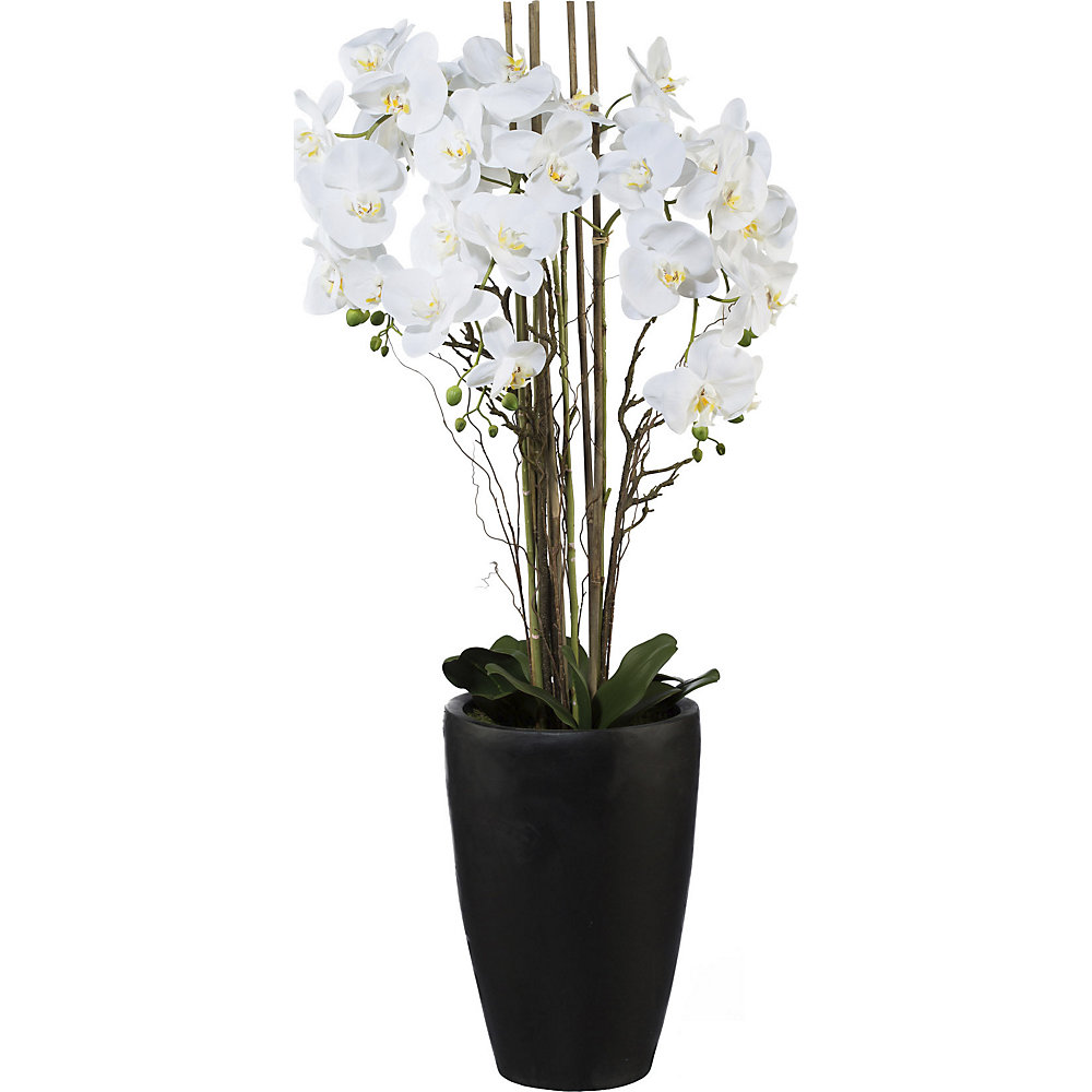 Arrangement de phalaenopsis dans un vase