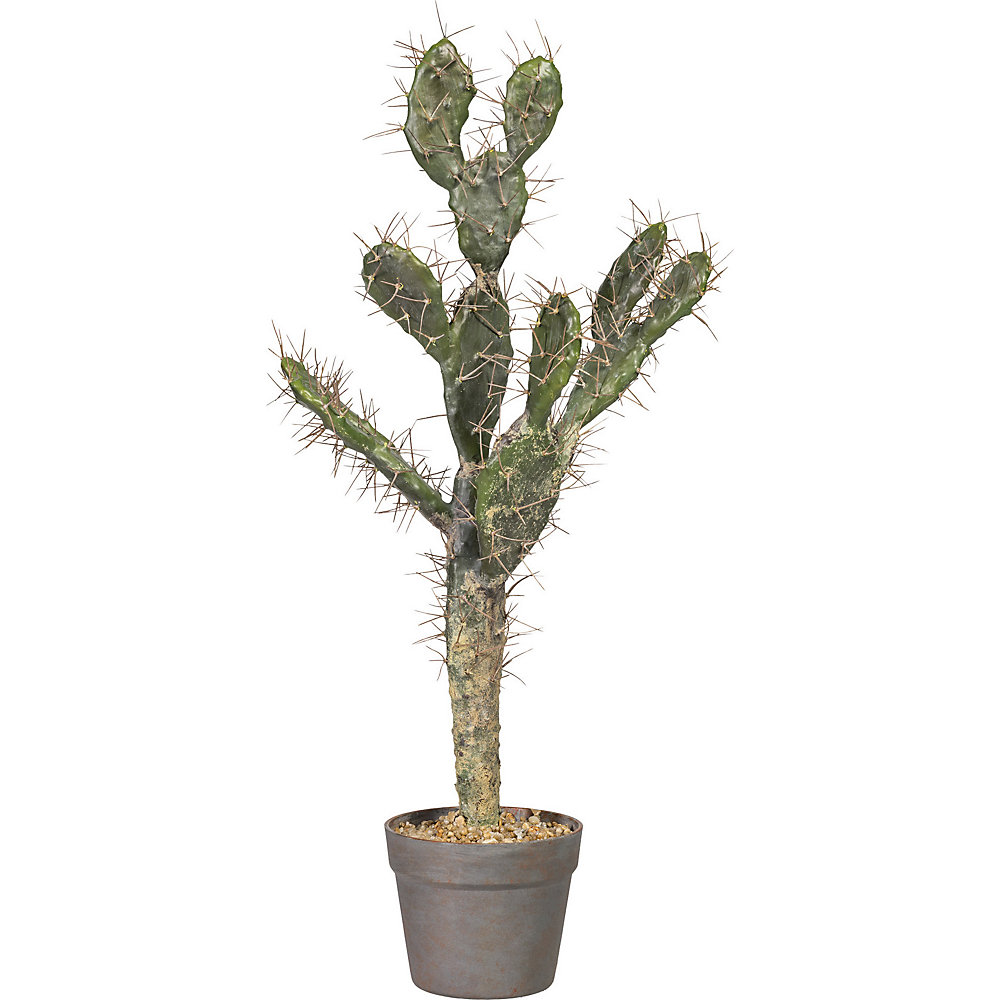 Cactus Opuntia