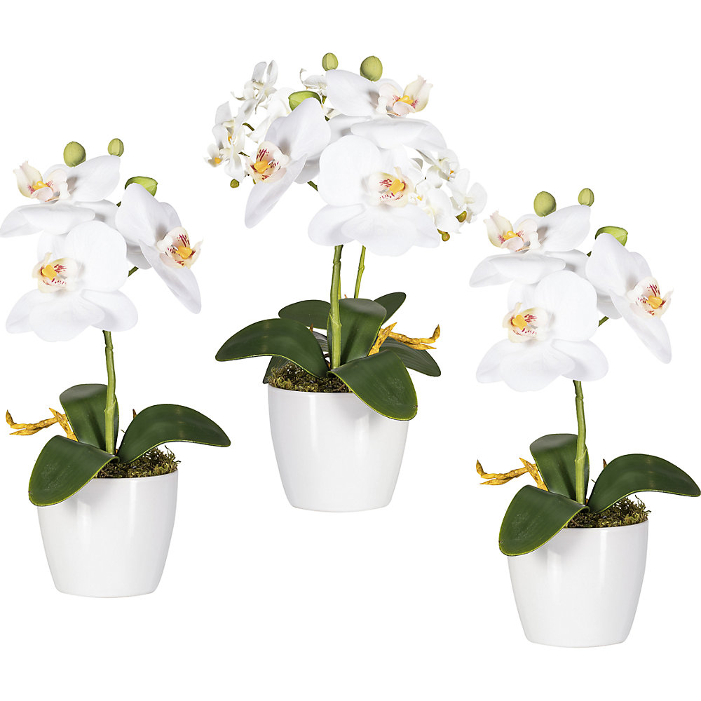 Phalaenopsis dans un pot en céramique blanc