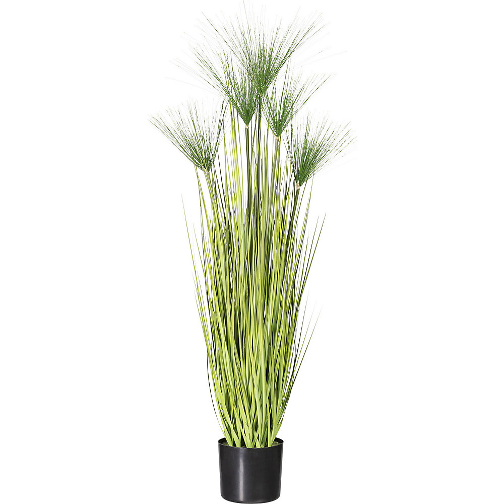 Miscanthus cyperus