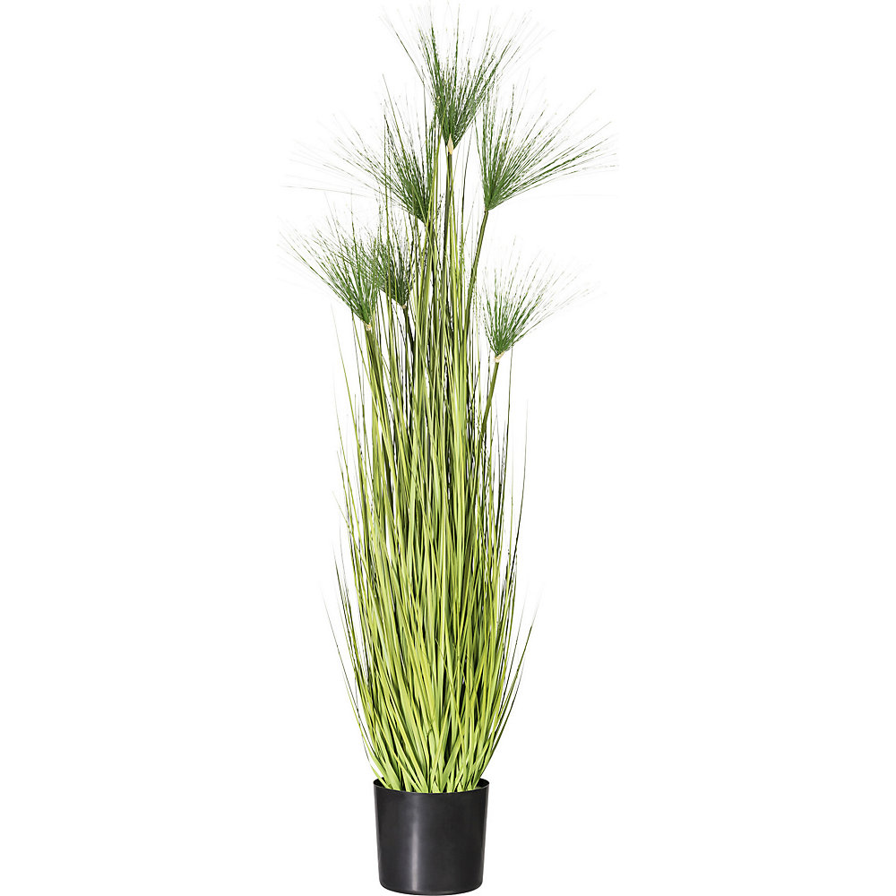 Miscanthus cyperus