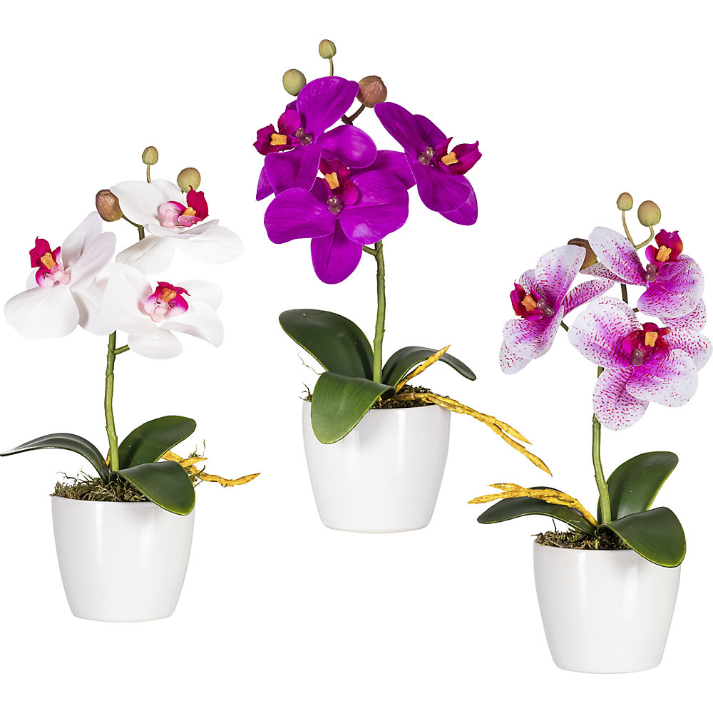 Phalaenopsis dans un pot en céramique blanc