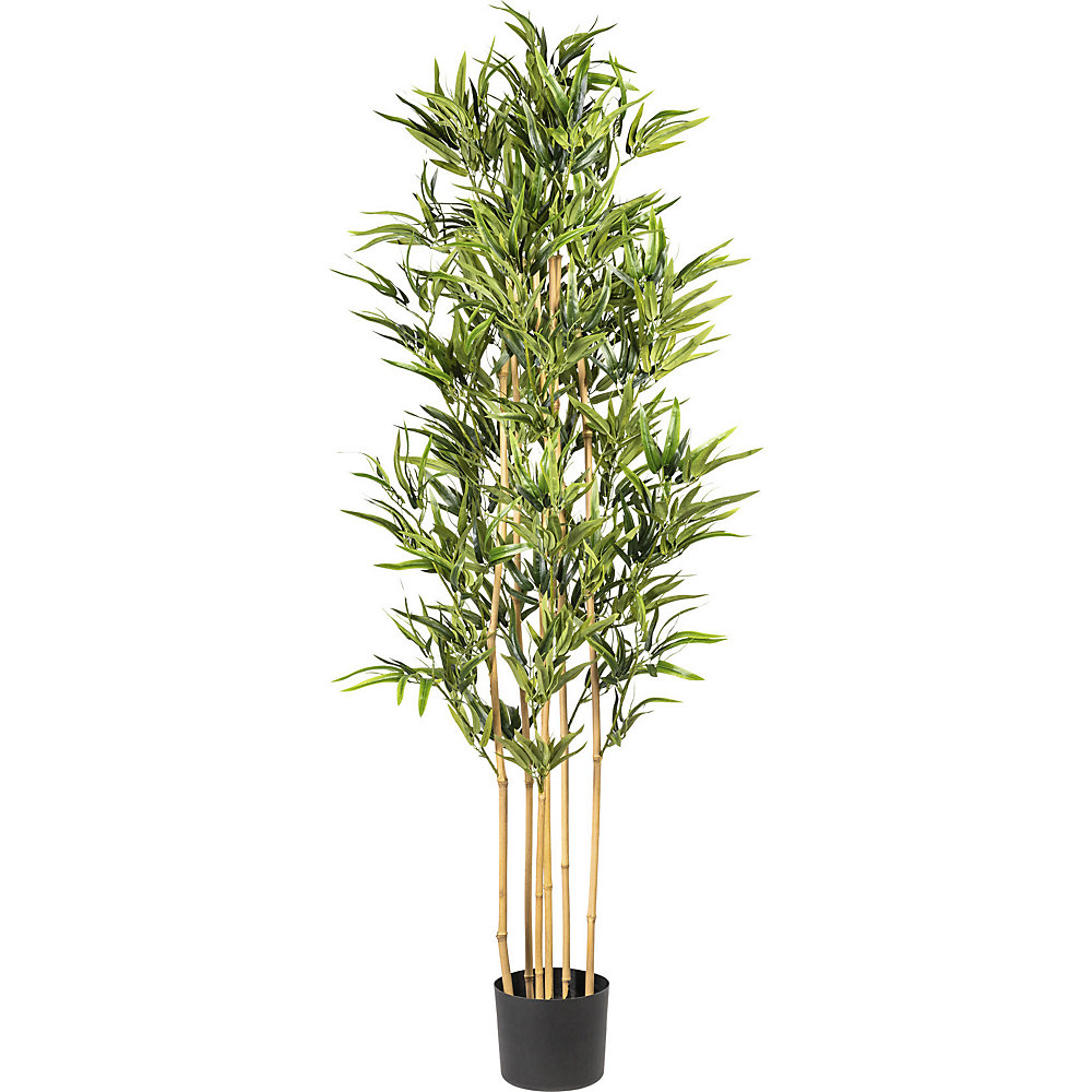 Bambou tronc naturel