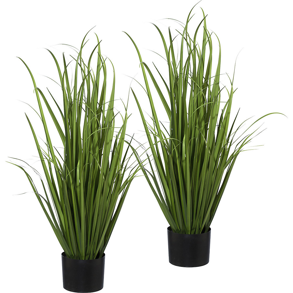 Miscanthus, jeu de deux