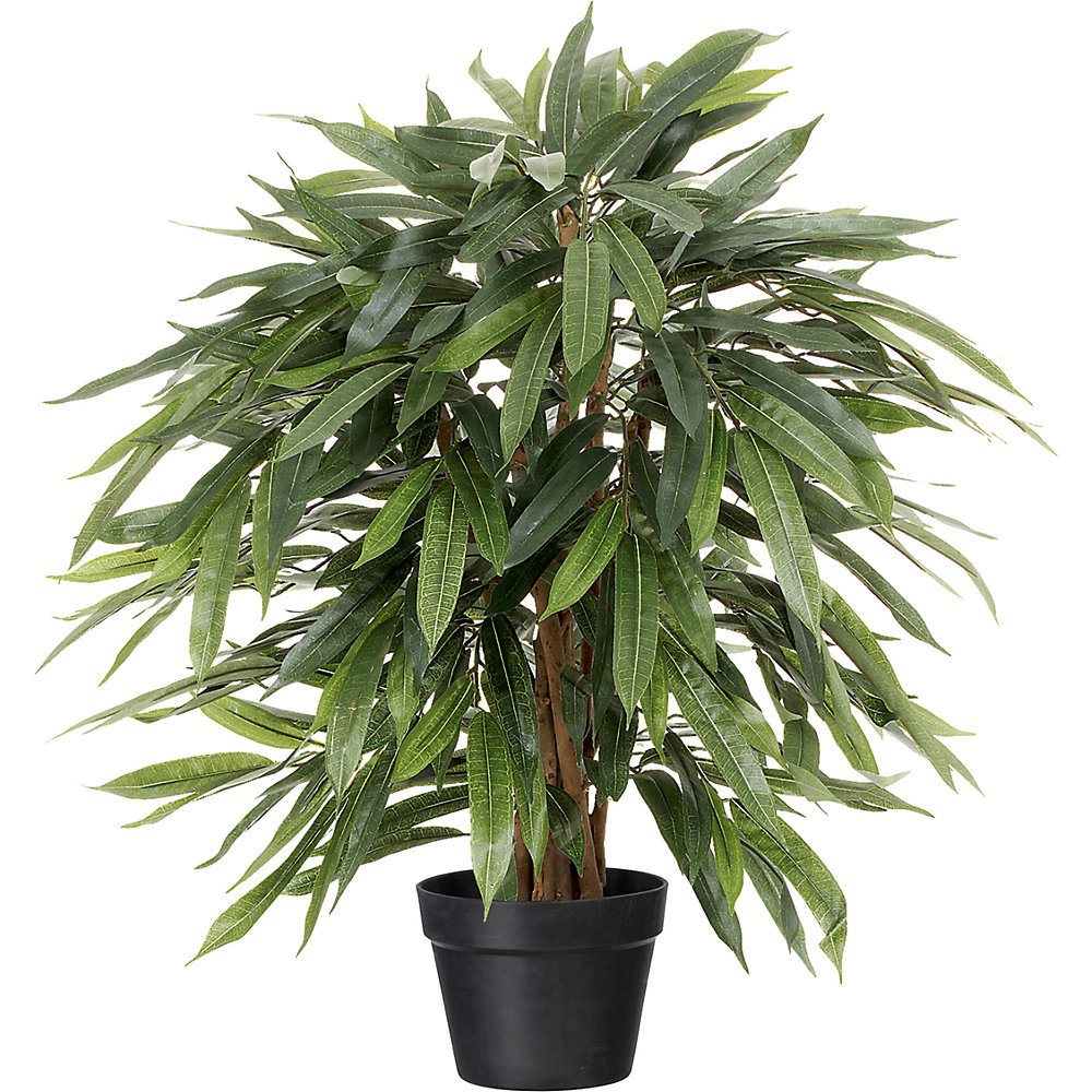 Ficus plângător