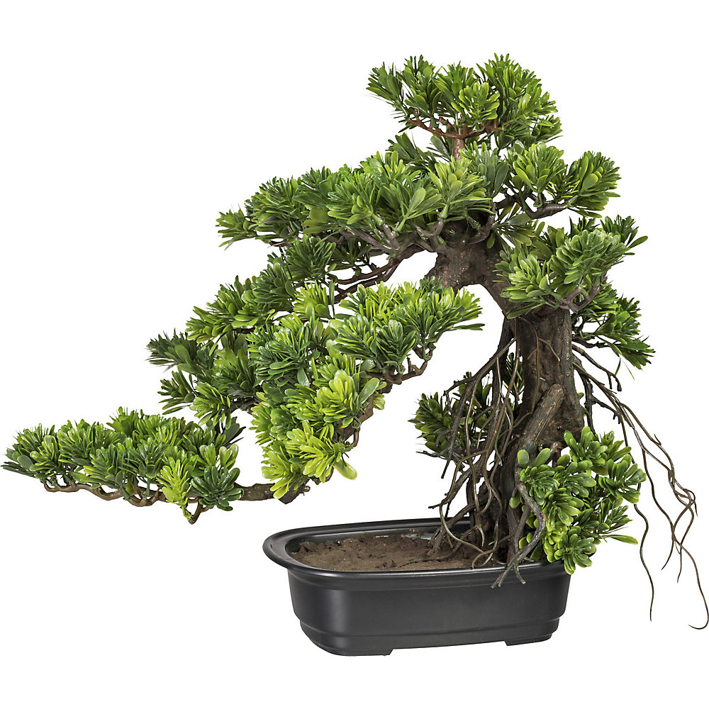 Bonsai Podocarpus