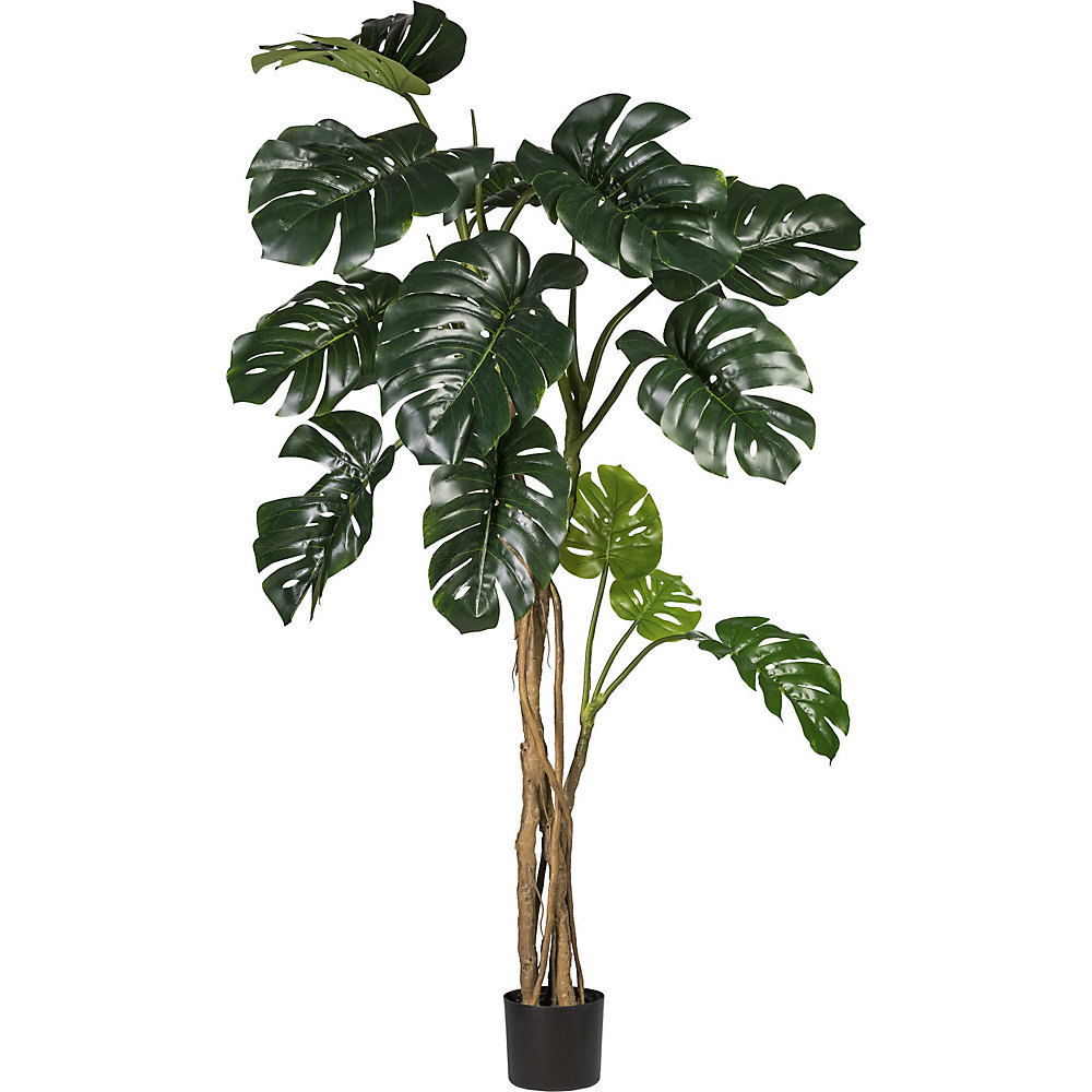 Philodendron à feuilles divisées