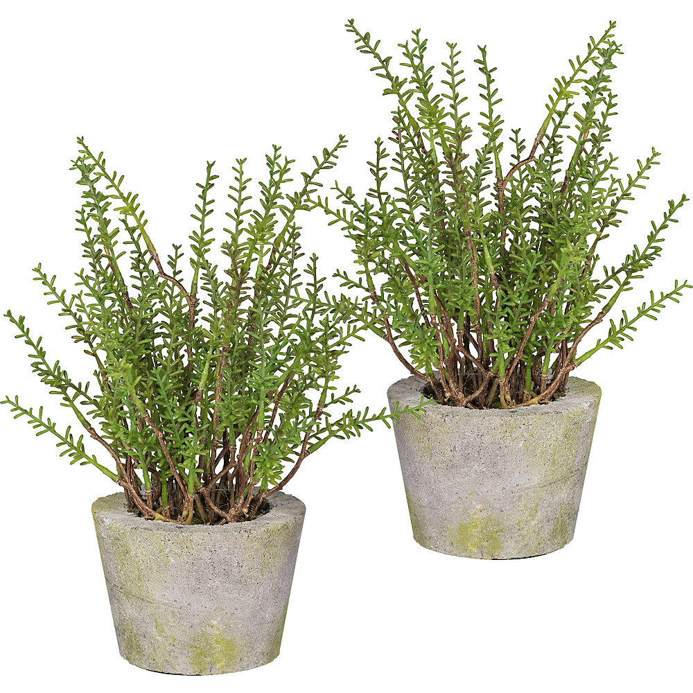 Thym citron, jeu de deux