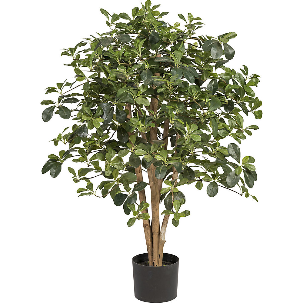 Pittosporum tulpină naturală