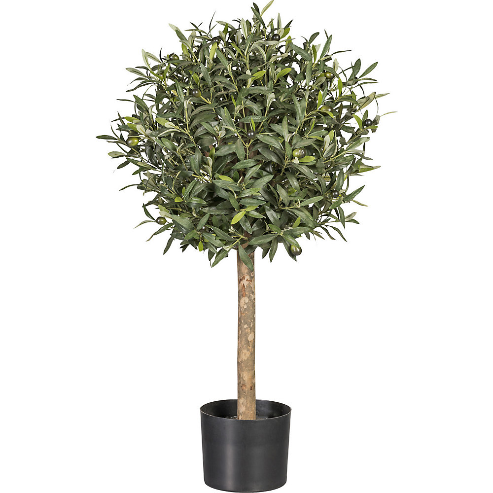 Arbre d'olivier en boule