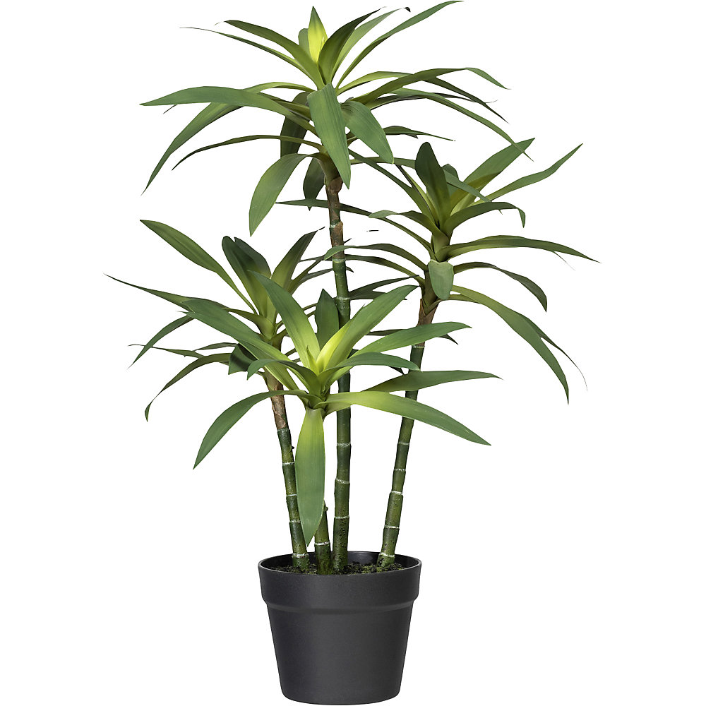 Dracaena fragrans