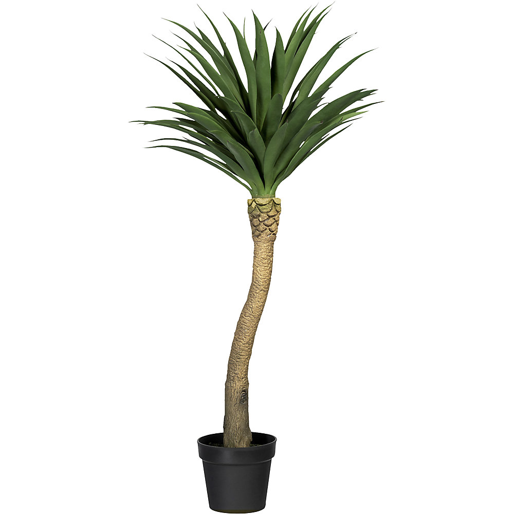 Palmier yucca à tronc haut