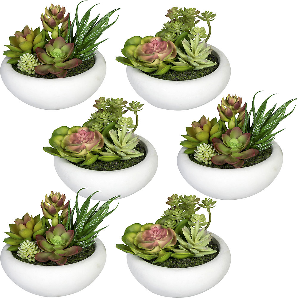 Arrangement de succulentes