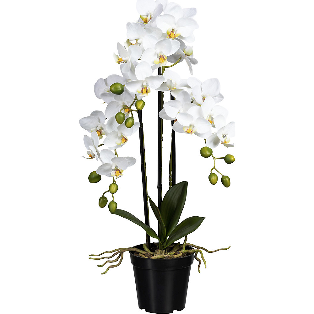 Phalaenopsis
