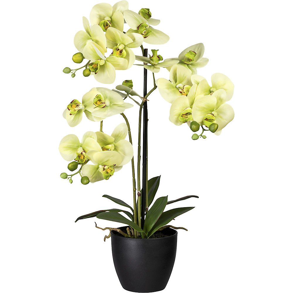 Phalaenopsis