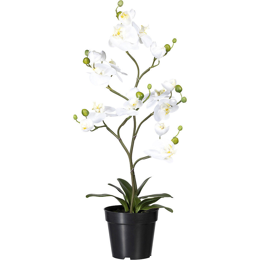 Phalaenopsis, Real Touch