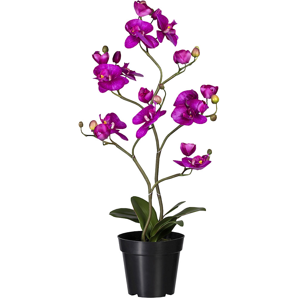 Phalaenopsis, Real Touch