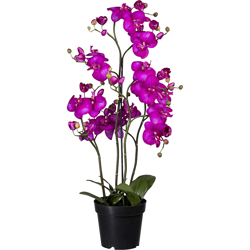 Phalaenopsis, Real Touch