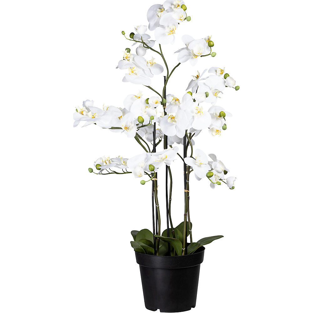 Phalaenopsis real touch