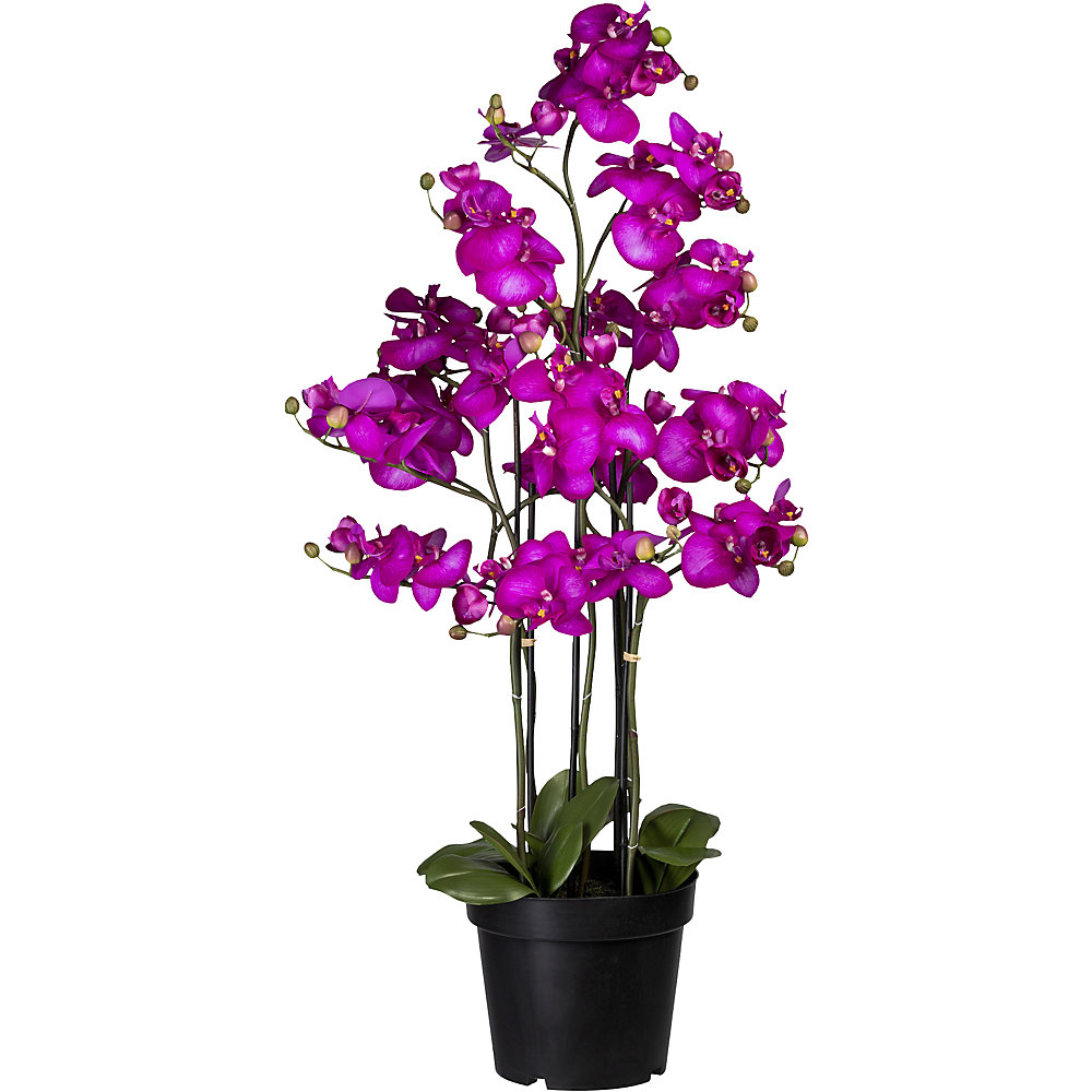 Phalaenopsis, Real Touch