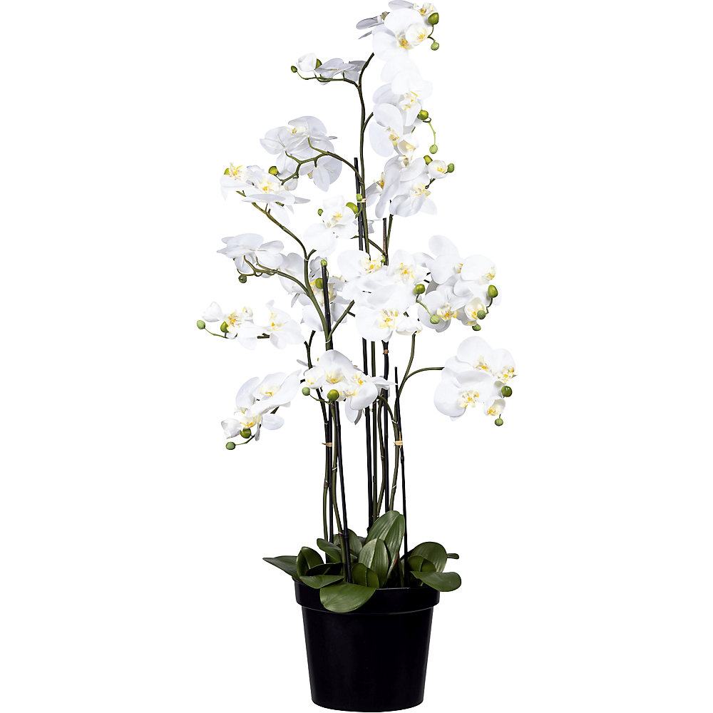 Phalaenopsis, Real Touch