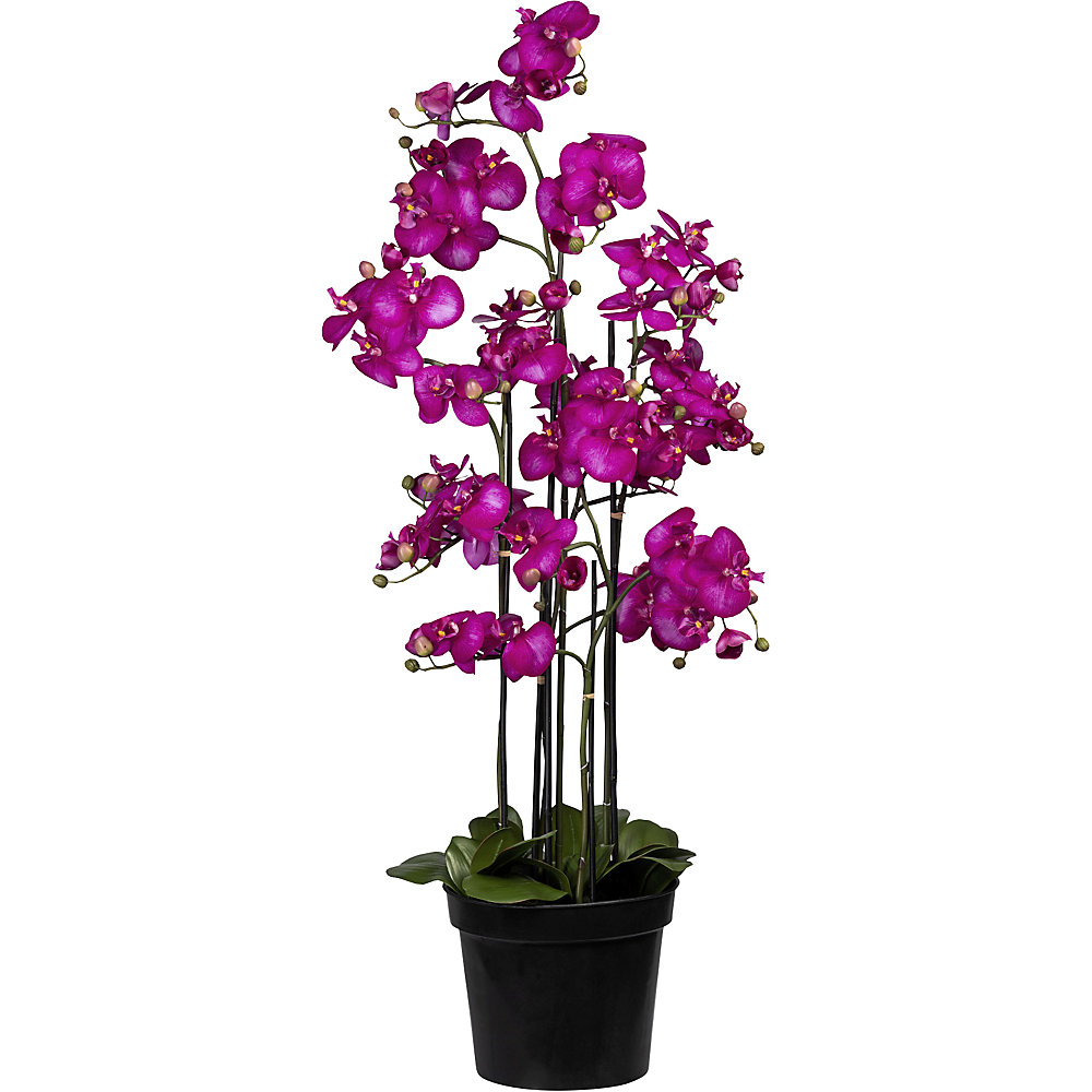 Phalaenopsis, Real Touch