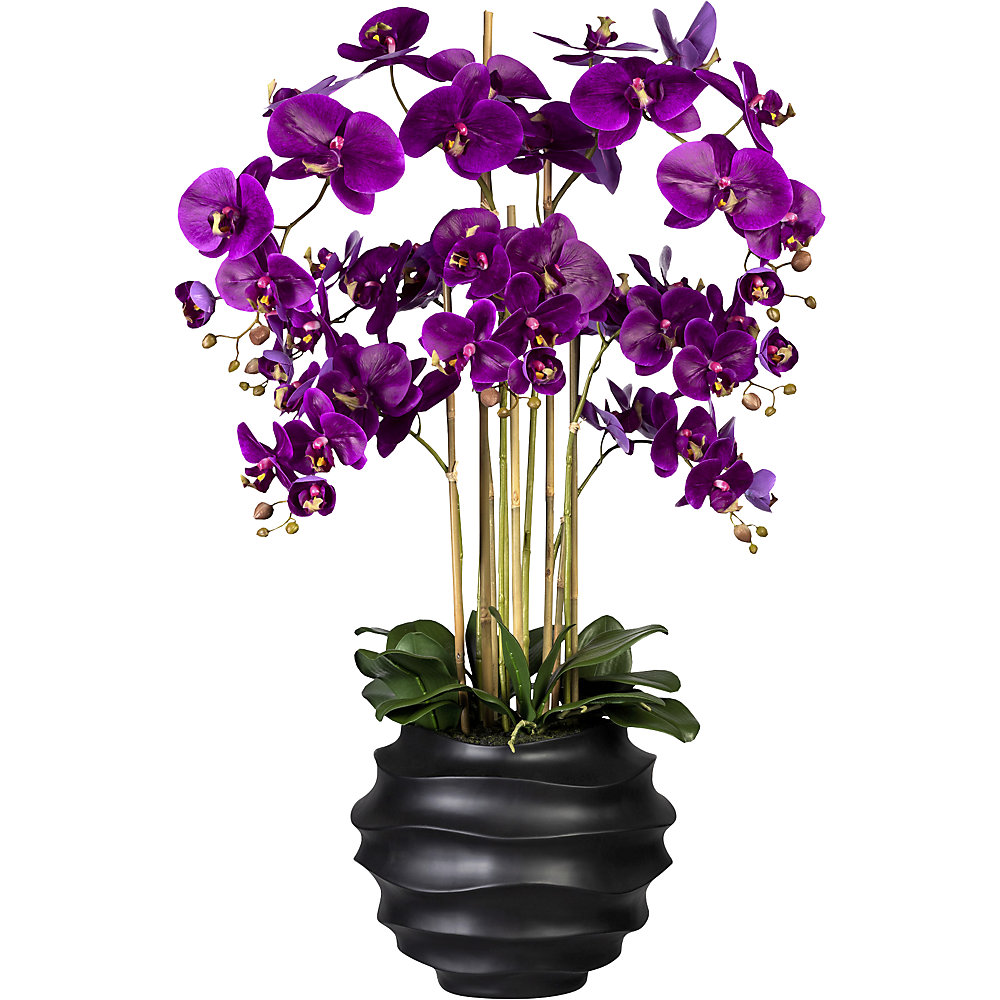 Phalaenopsis, Real Touch