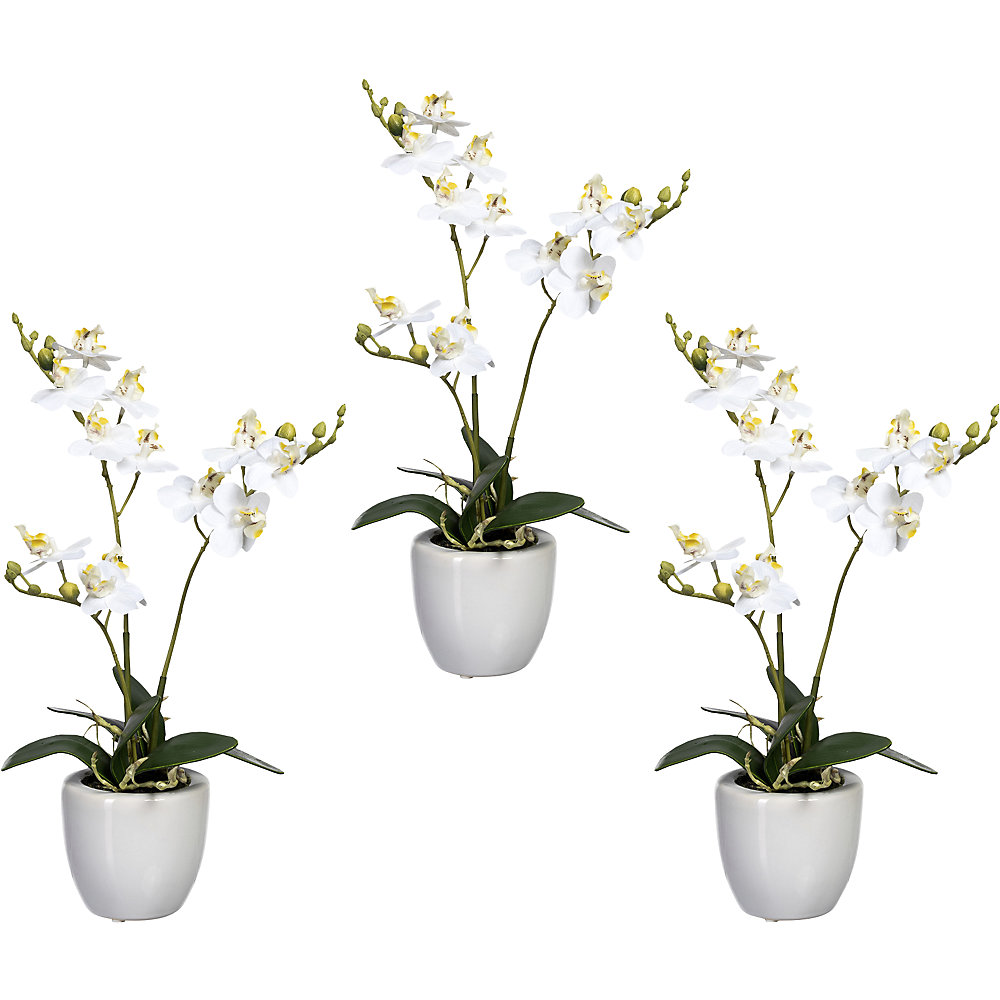 Mini-phalaenopsis