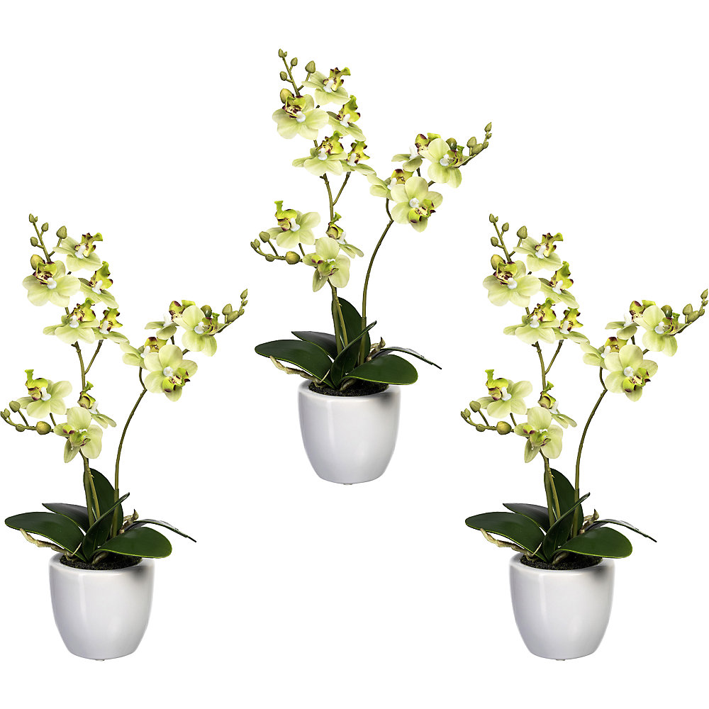 Mini-phalaenopsis