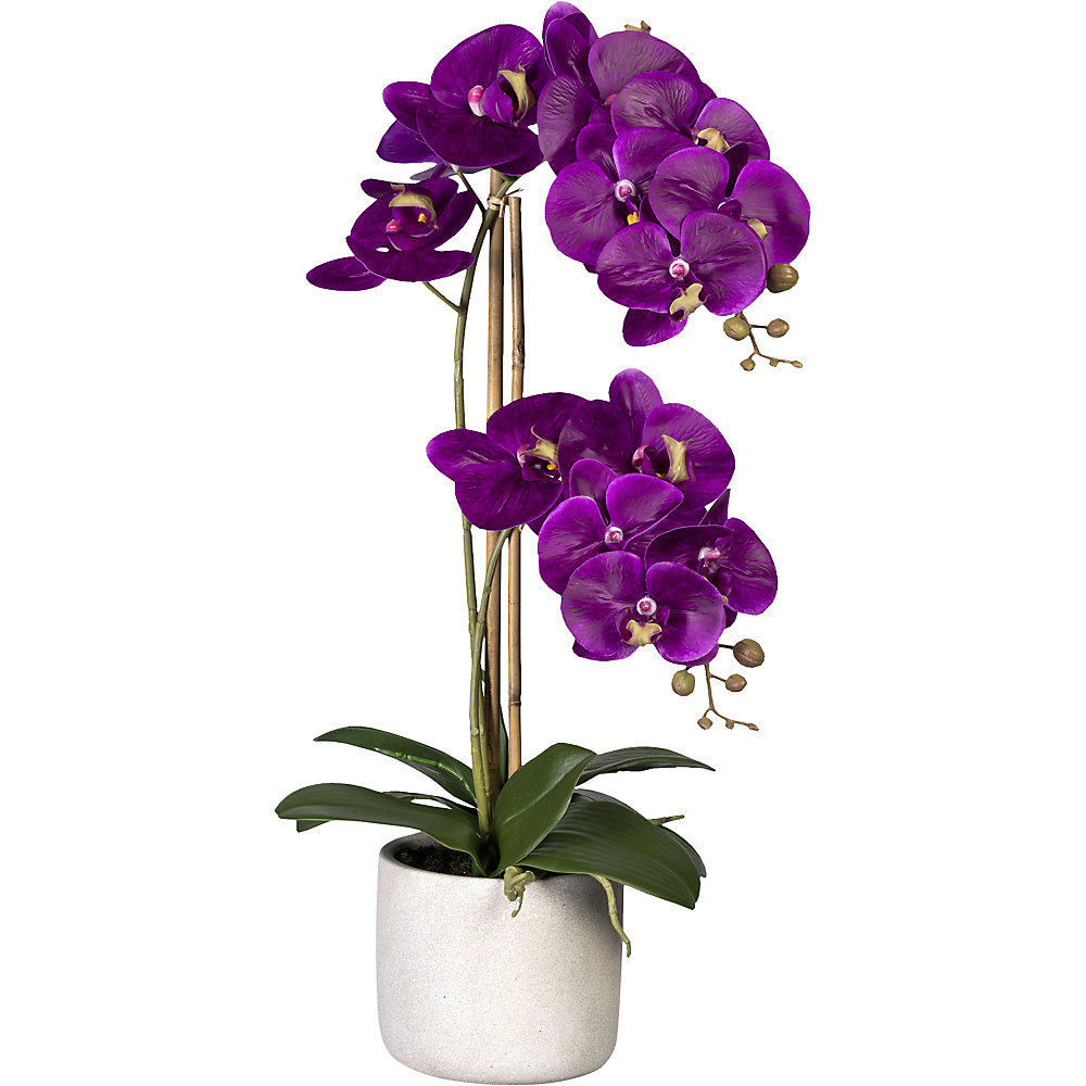 Phalaenopsis, Real Touch