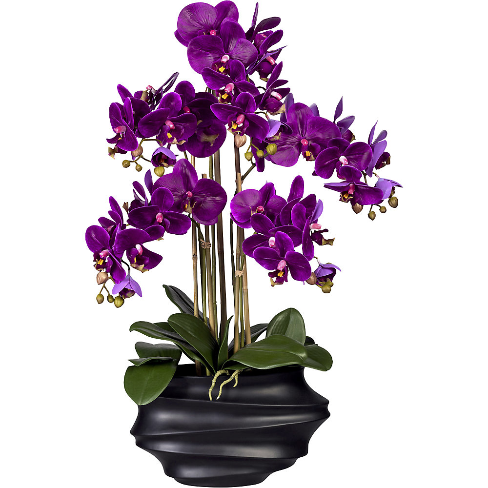 Phalaenopsis, Real Touch