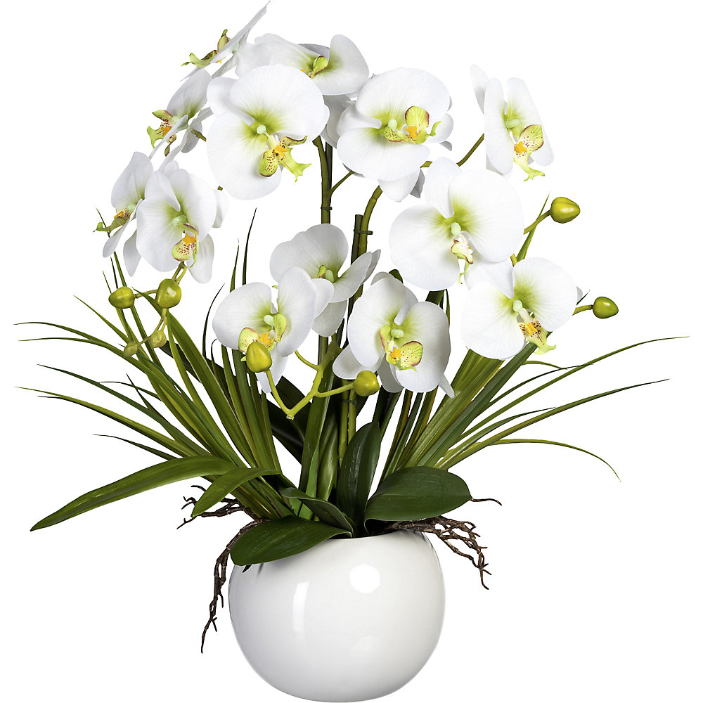 Phalaenopsis dans un pot céramique