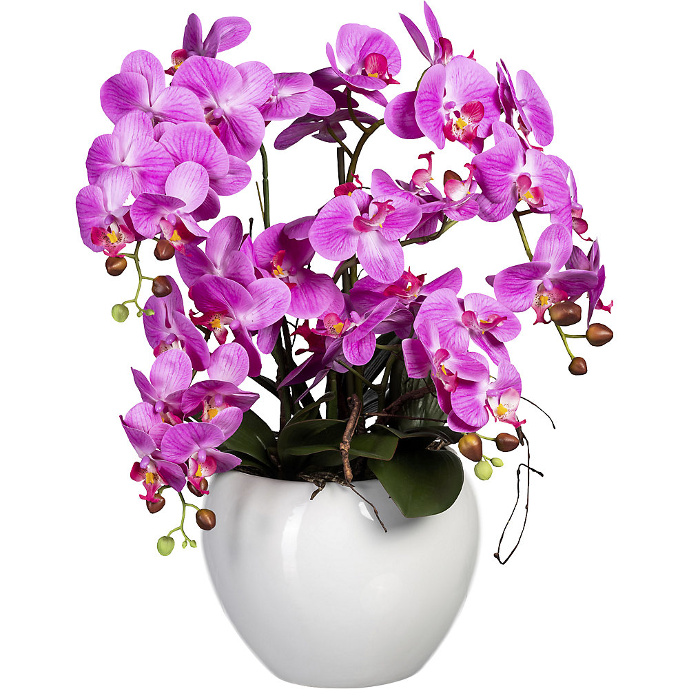 Phalaenopsis dans un pot céramique