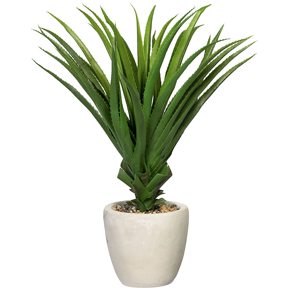 Pandanus multispicatus