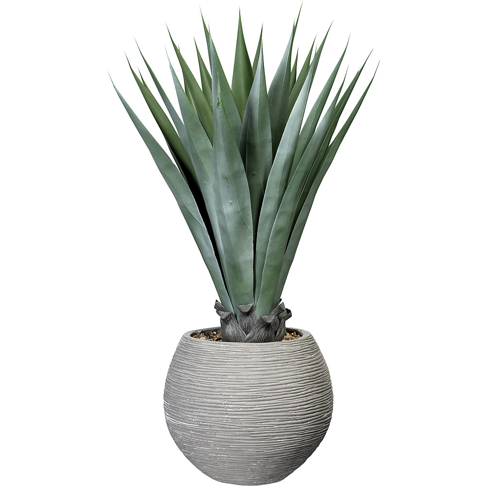 Agave avec gravier
